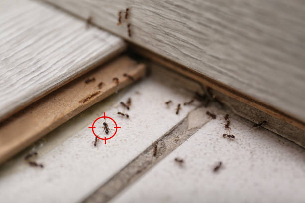 Best Commercial Pest Control Services  in Nelsonville, OH