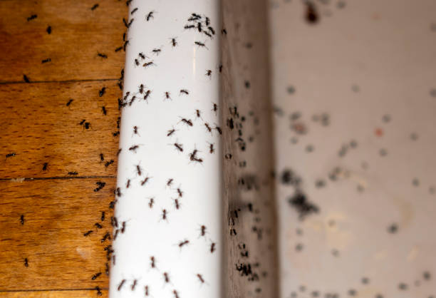 Professional Pest Control in Nelsonville, OH