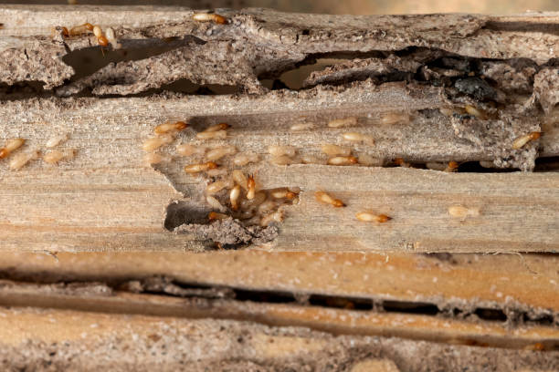 Best Pest Control Near Me in Nelsonville, OH