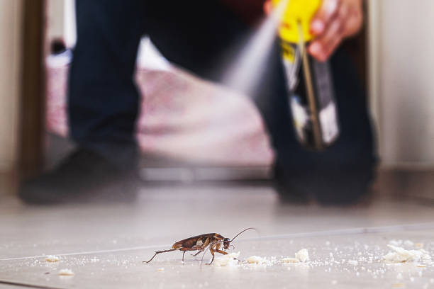 Best Wasp Removal Services  in Nelsonville, OH